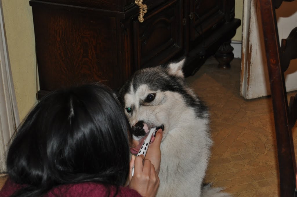 [teeth+brushing+2.JPG]