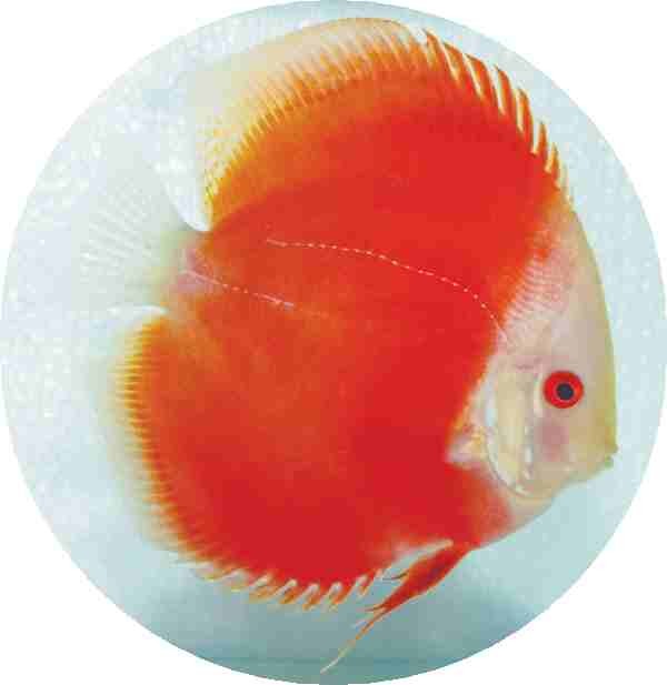 [Red Melon Discus.jpg]