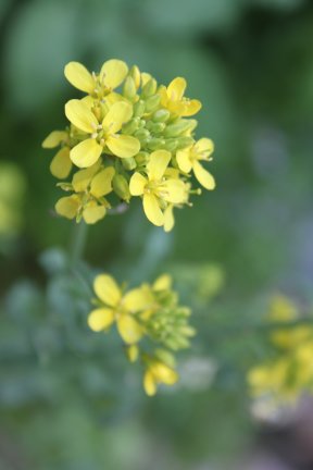 Fold, Fallow and Plough: April 2010