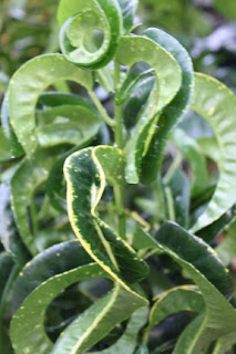 Croton Revolution