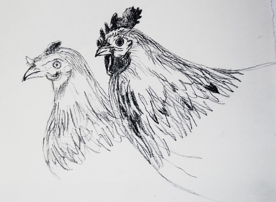 Sketch Of Chicken