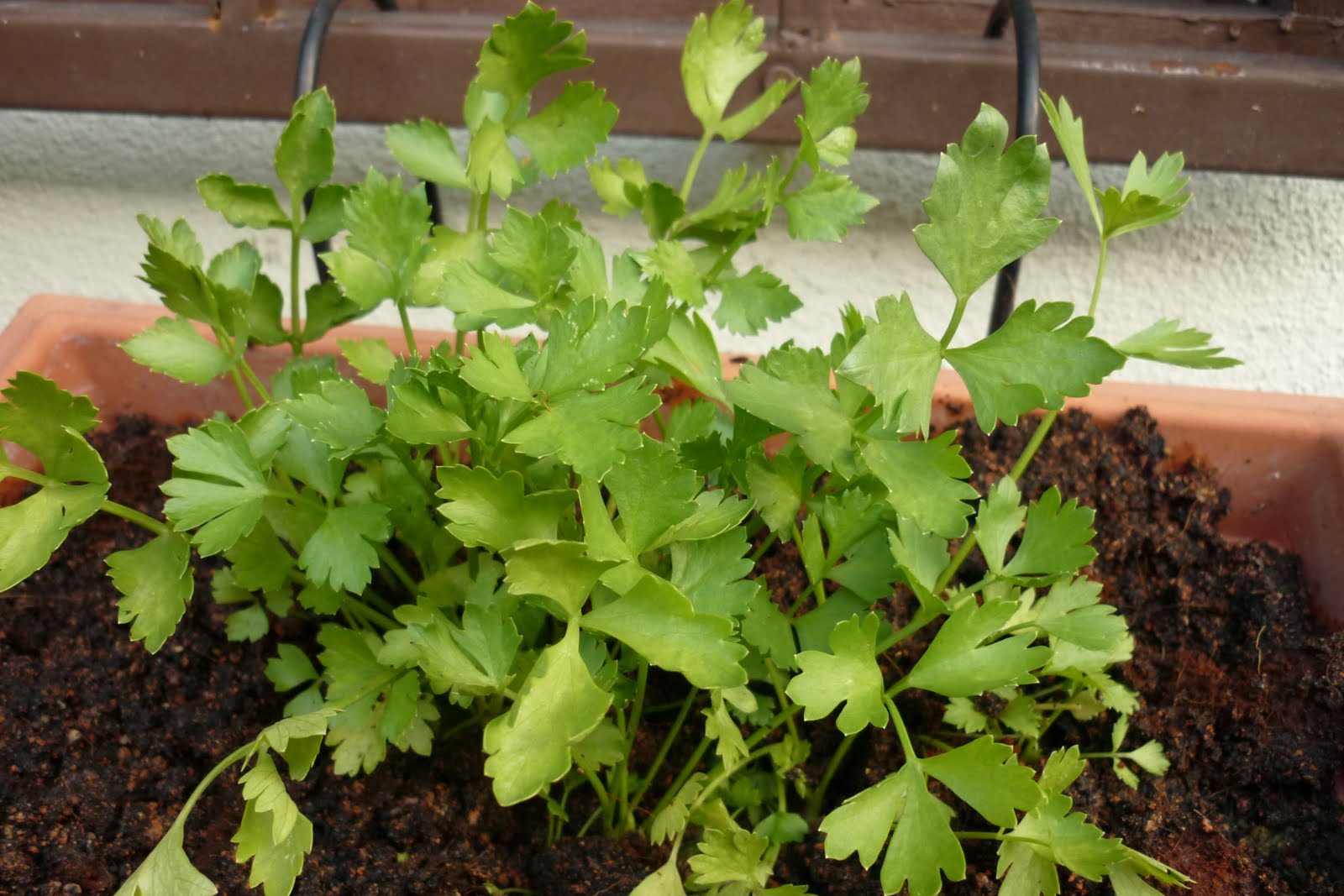 My Little Potted Garden Coriander
