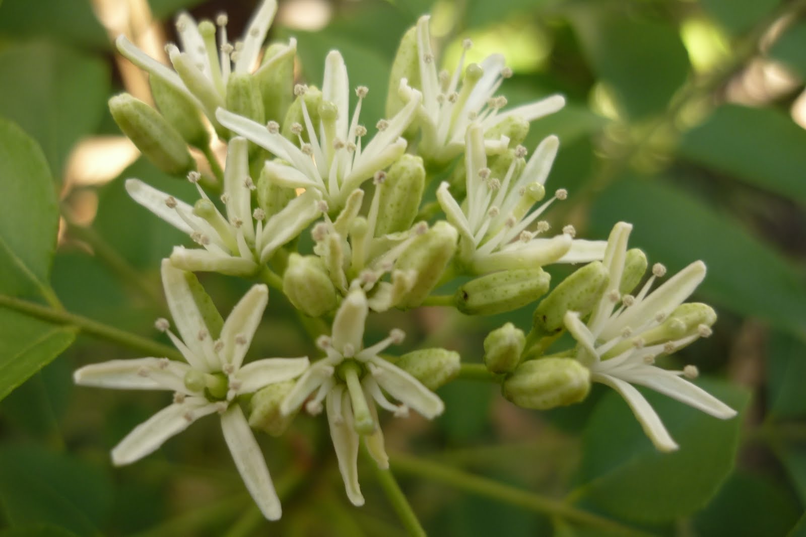 My Little Potted Garden Pretty Blooms From My Curry Leaves Plant