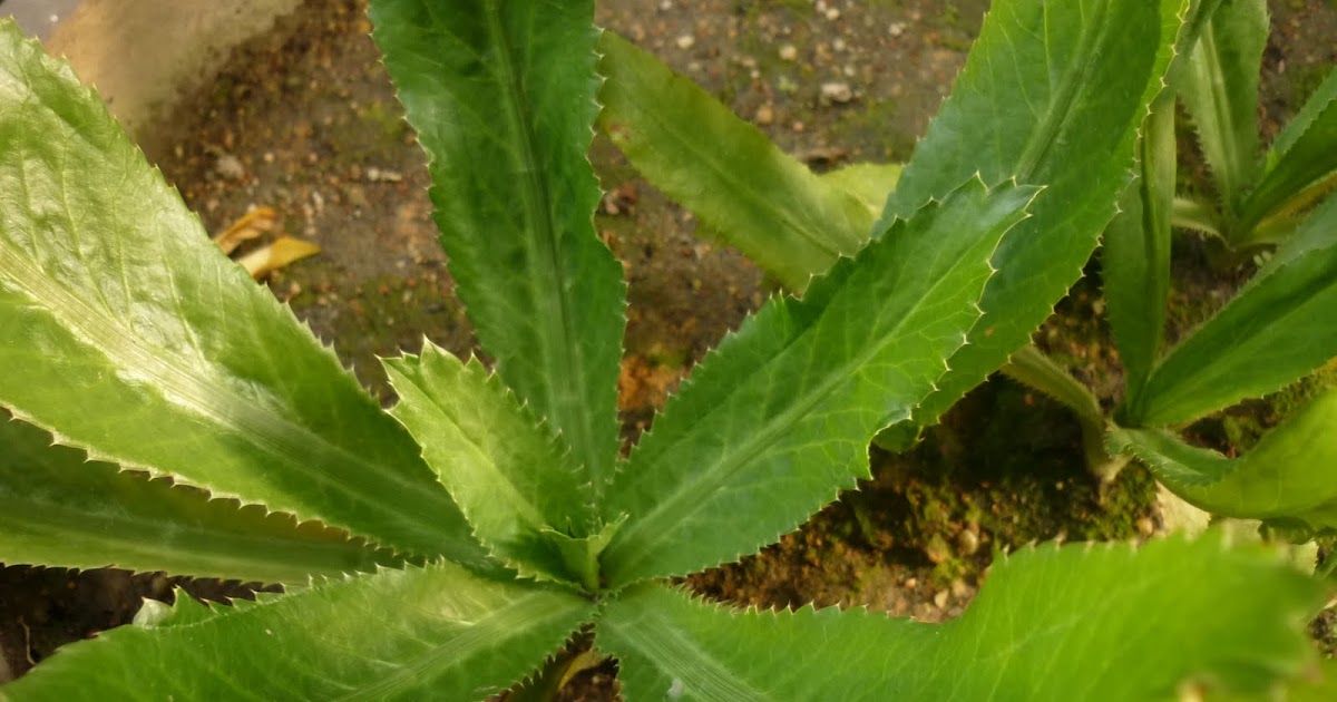My Little Potted Garden Sawtooth Coriander