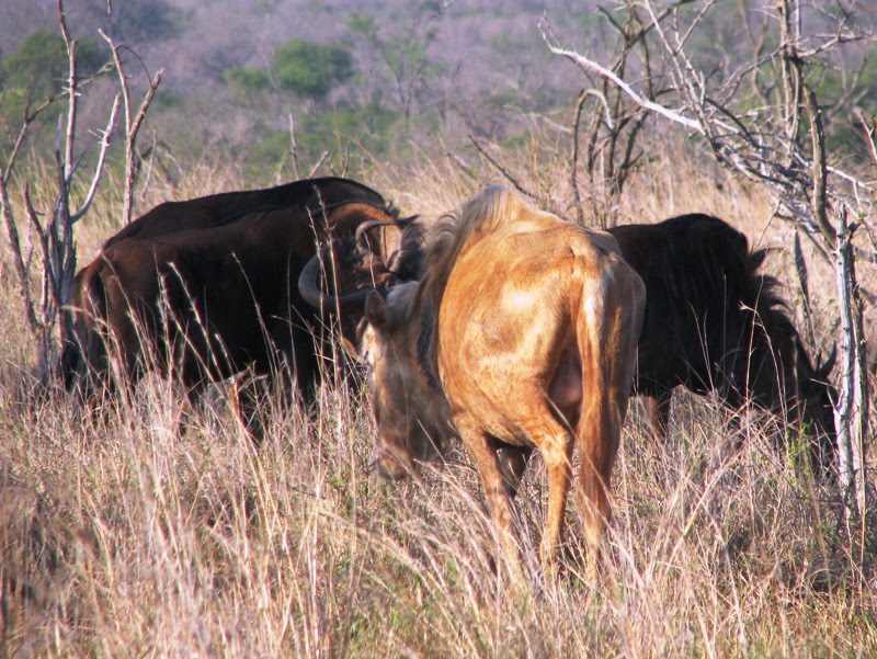 Albino Wildebeest