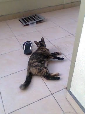 My Cat Doesn T Like Cat Craves My Cat Doesn T Like Cat Craves