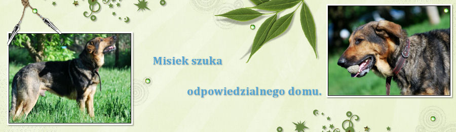 Misiek