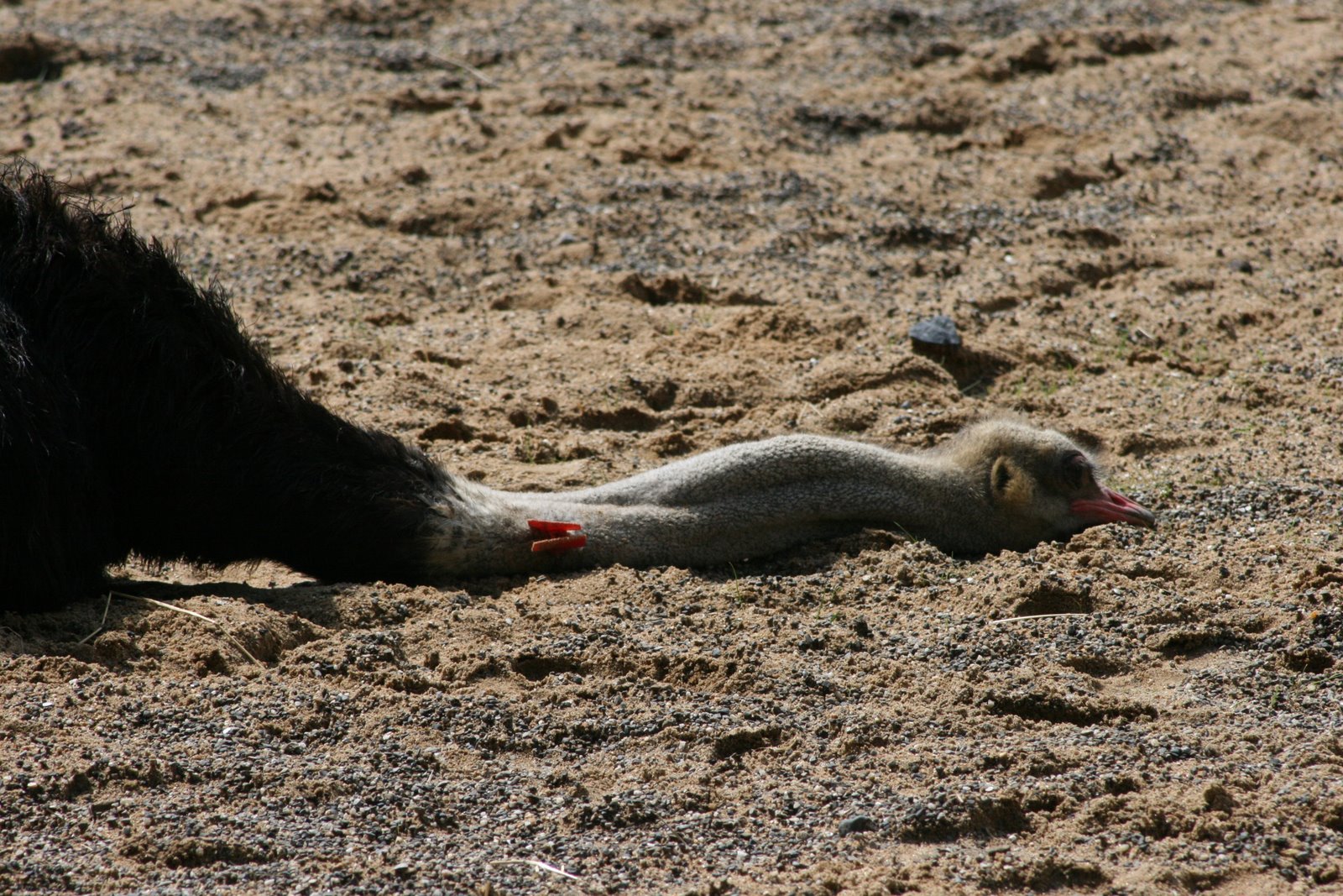 [Zoo++3rd+July+2009+143.JPG]