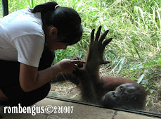 a conversation with orangutan