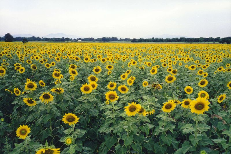 [sunflowers.jpg]