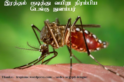 டெங்கு நுளம்பார் பெருகின் வீட்டார் அழிவர் Aedes+egypti