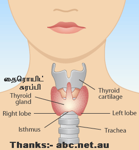 தைரொயிட் நோய்கள் பலவிதம் - கட்டியில்லாமலும் கூட Thyroid+gland