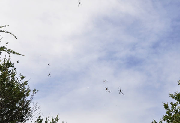 spiders in the sky spiders in the sky