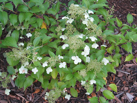 Roses Du Jardin Cheneland