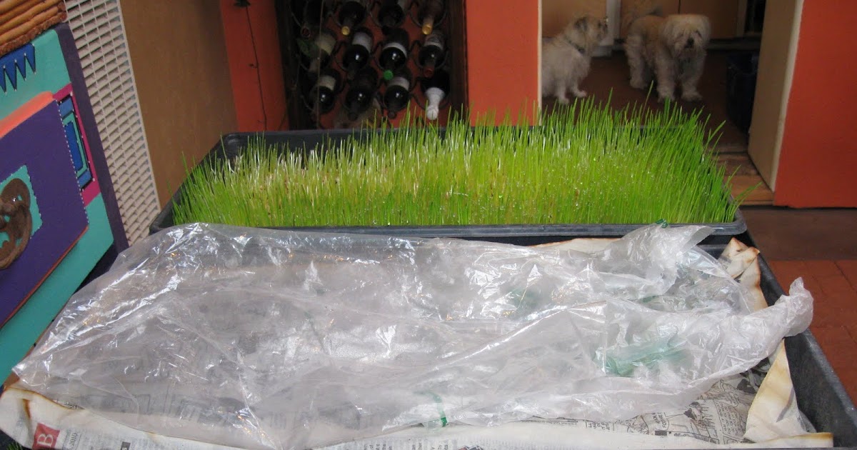 Urban Chickens Network blog Fresh grass for urban chickens all year long