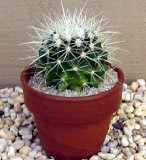 Nice Barrel Cactus