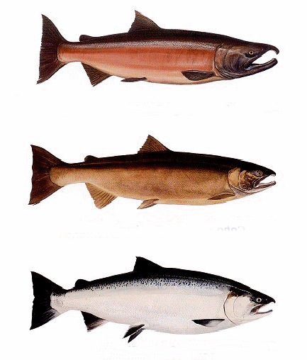 Male Coho Salmon