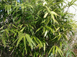 Garden Bamboo