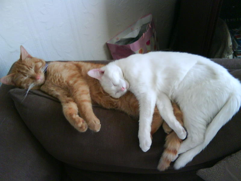 [image-upload-3-795447.jpg]