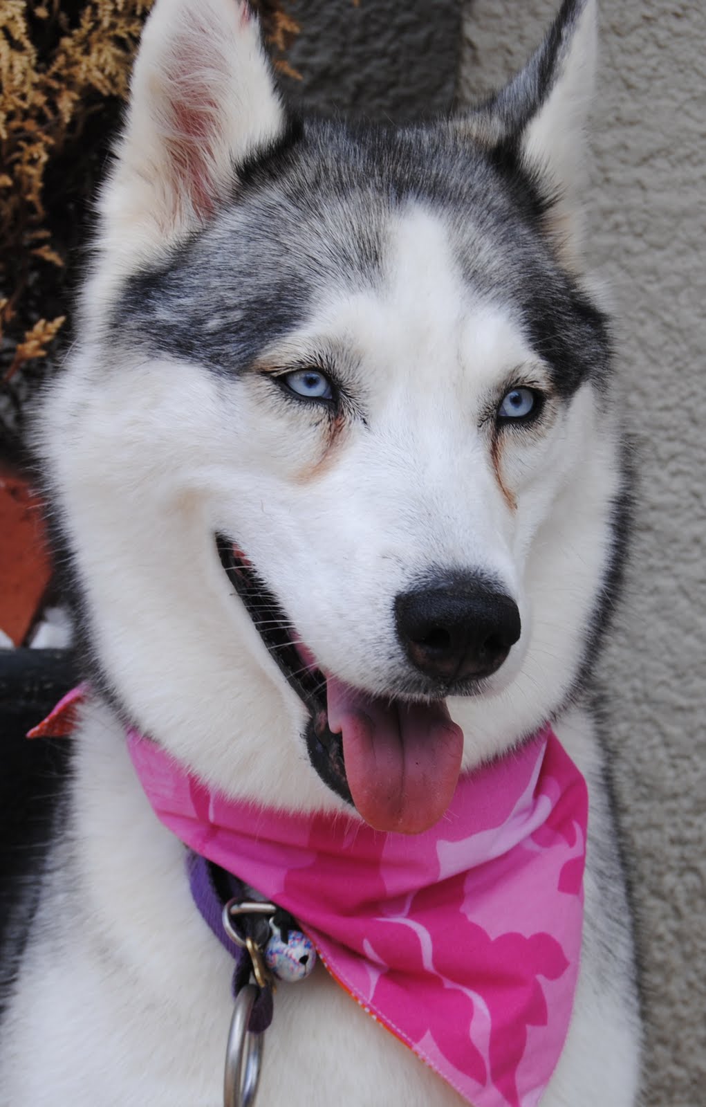 dogcarecentre Husky Academy