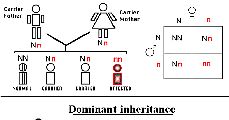 what are dominant and recessive genes class 10