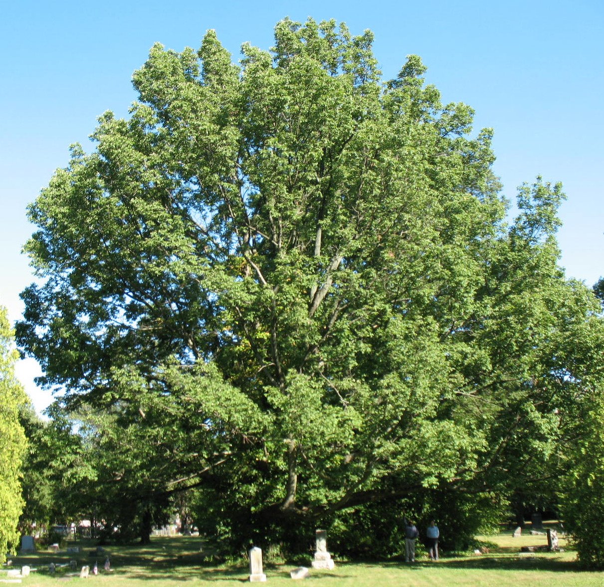 [1WhtAshCmtrySummer.jpg]