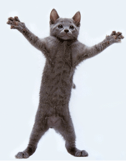 Download Funny Cat Pictures Png Gif