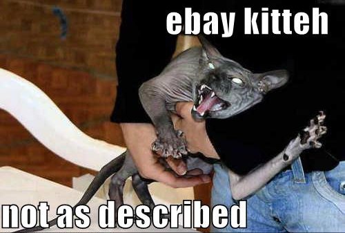 image: ebay+kitteh+not+as+described