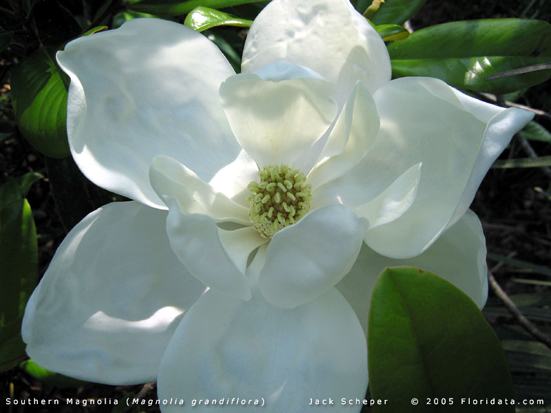 [Magnolia_grandiflora_fl800b.jpg]