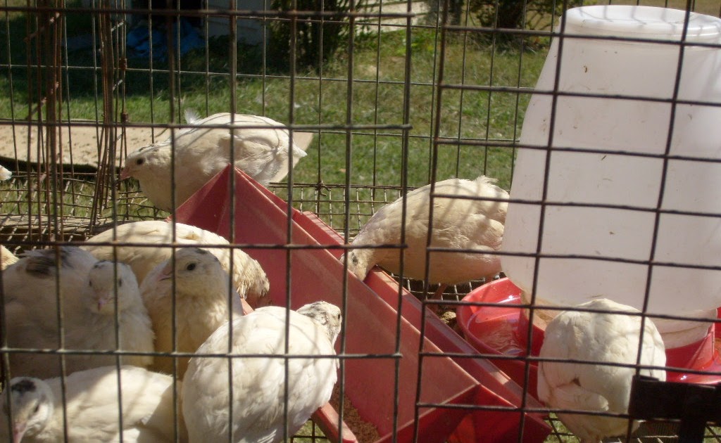 Rich Heritage: Our Texas A&M Quail are here!!