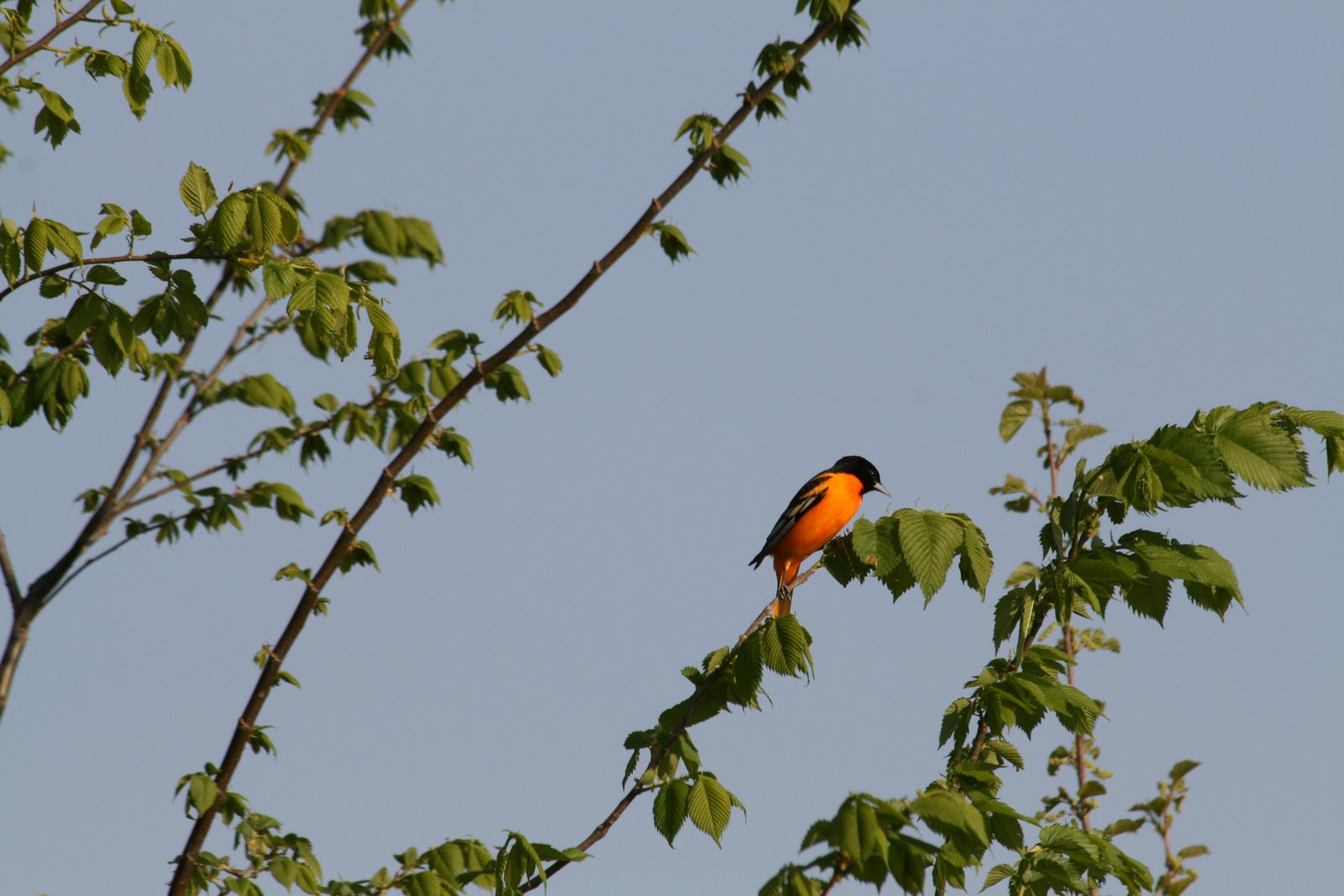 [Spring_BaltimoreOriole.jpg]