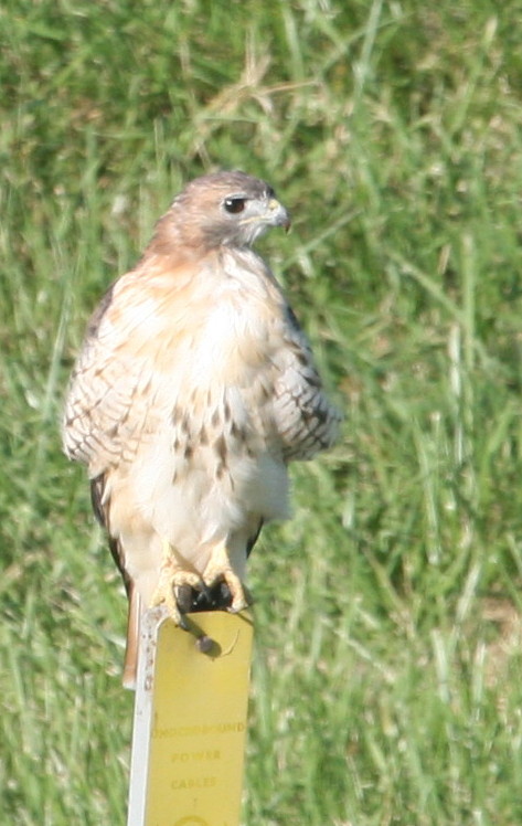 [RedtailedHawk.jpg]