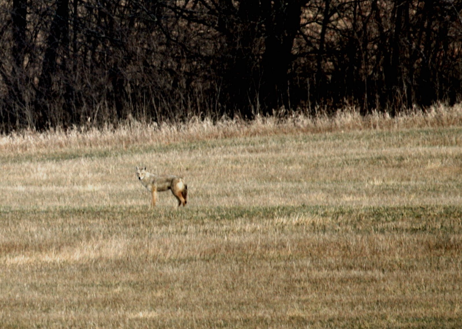[Coyote.jpg]