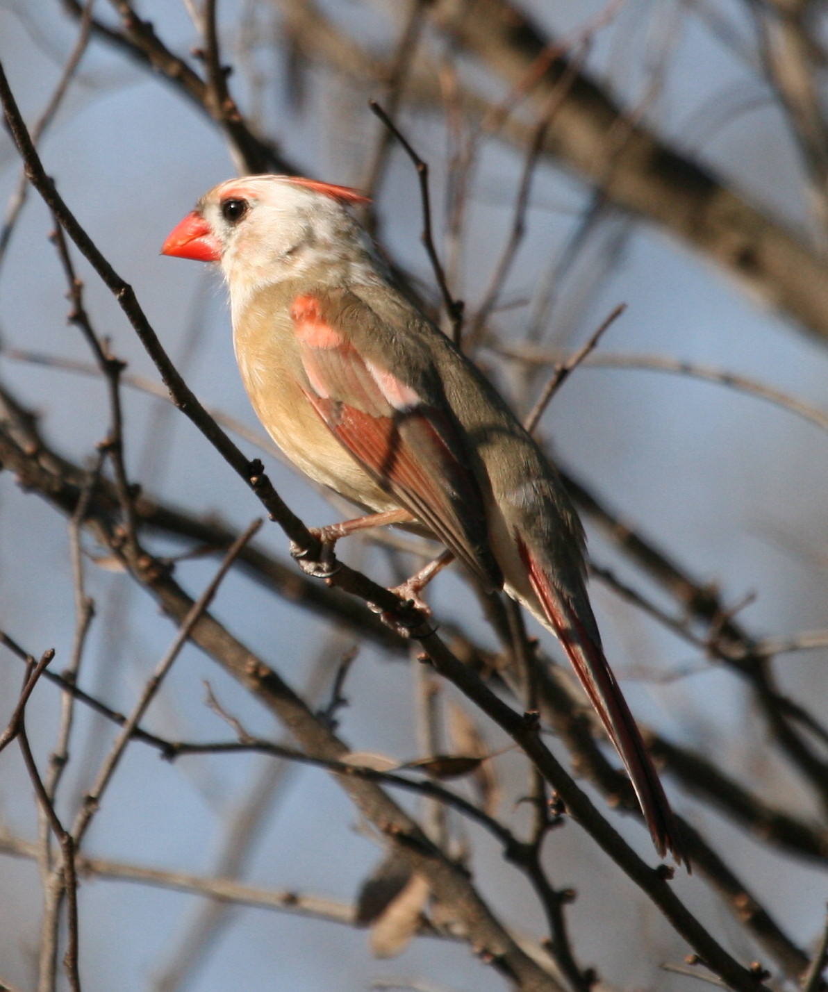 [whiteheadedcardinal.jpg]