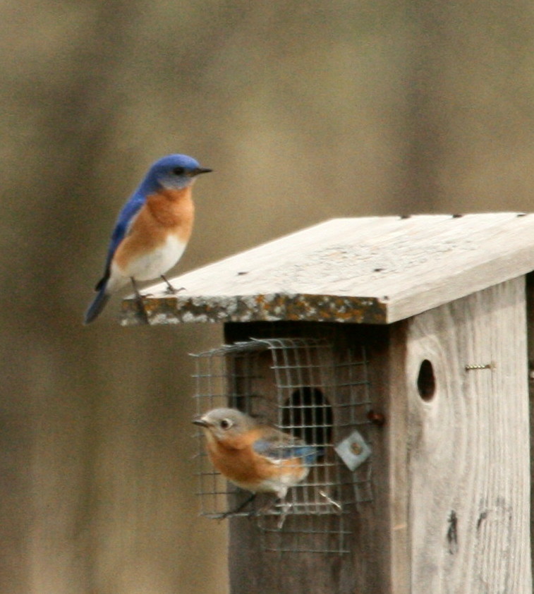 [BluebirdCouple.jpg]