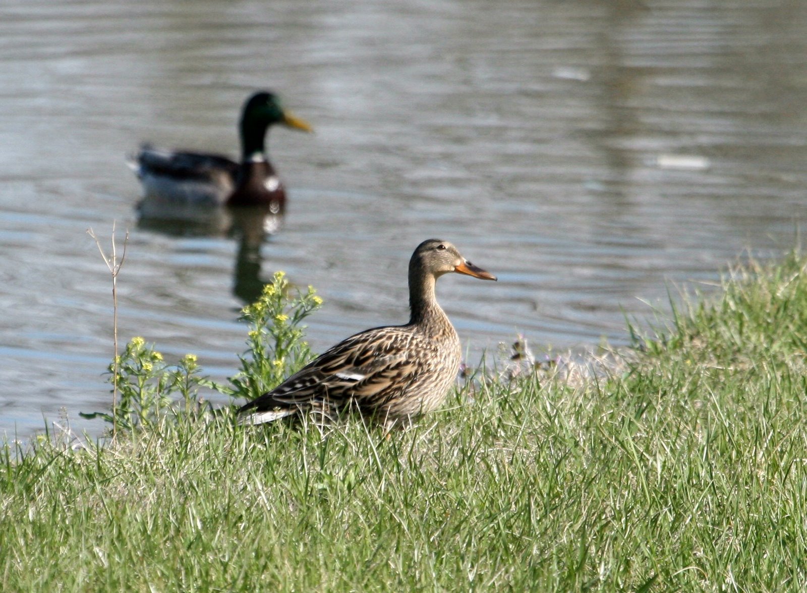 [NorthernShoveler.jpg]