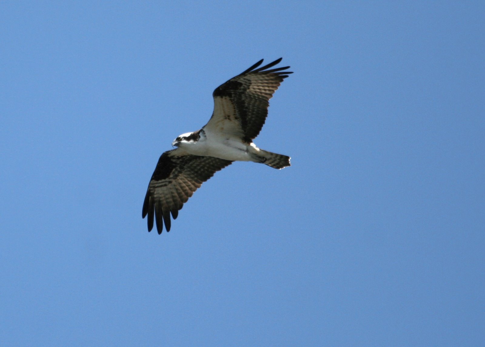 [Osprey2.jpg]