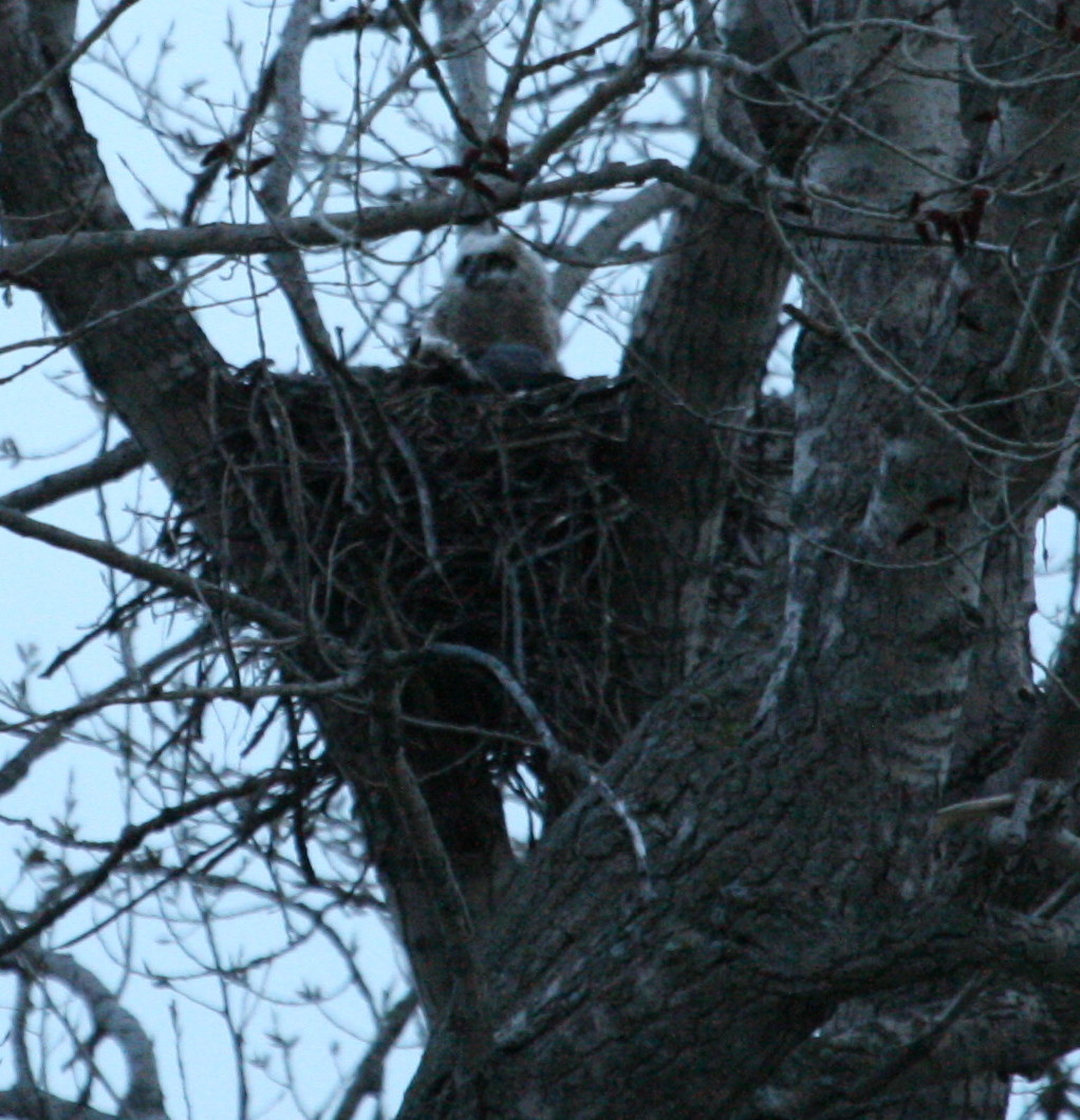 [Owlet4.jpg]