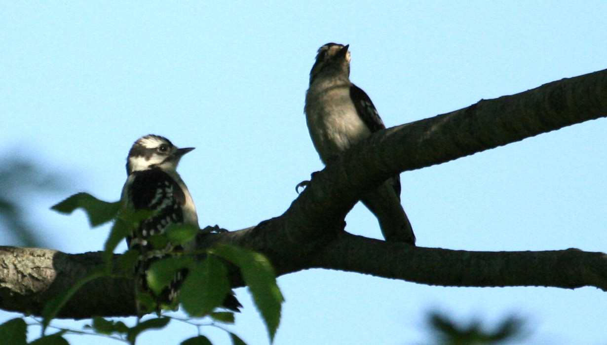 [woodpeckerparentchild2.jpg]