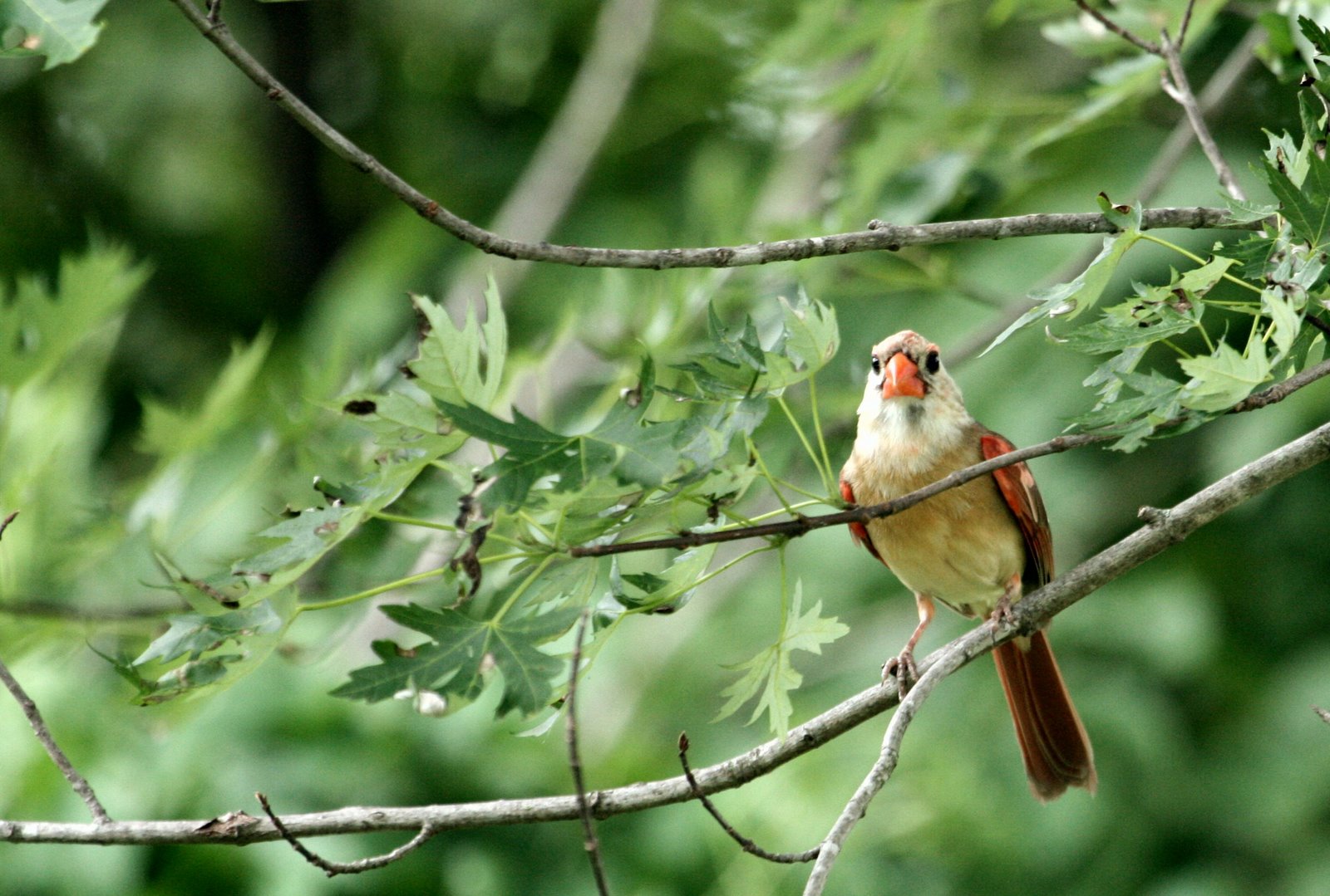 [whiteheadedcardinal_June19_09.jpg]
