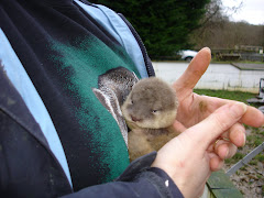 Female Asian Cub aged 5 weeks