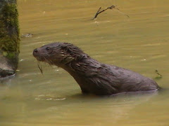 One of Carmens' cubs