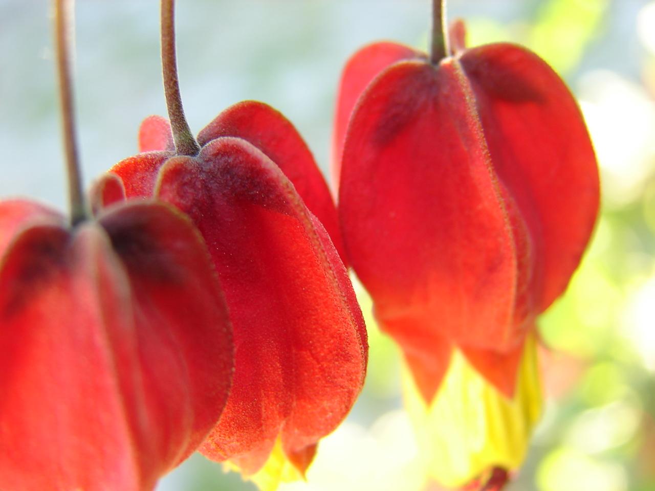 [Candoz_Flores3.JPG]
