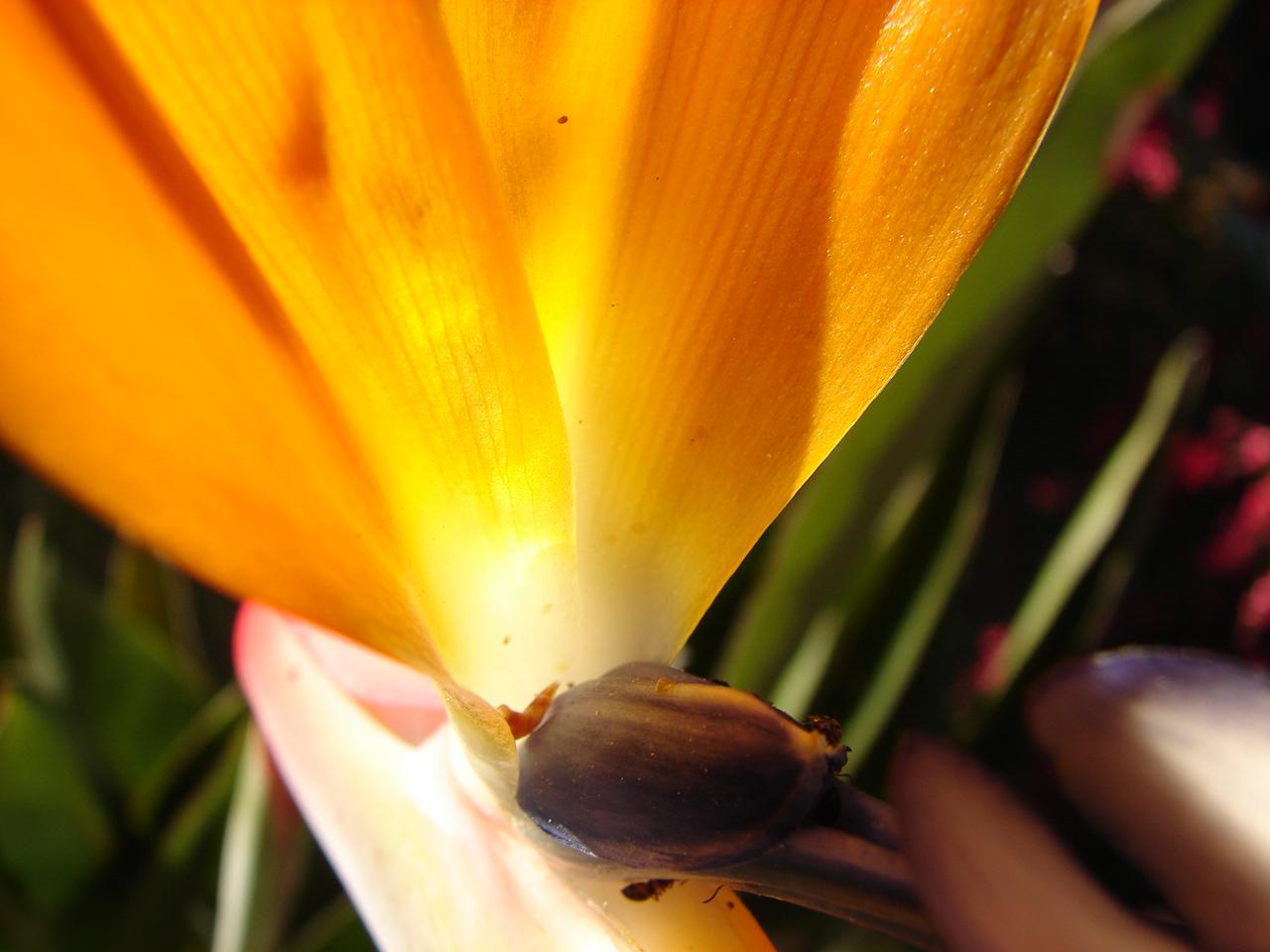 [Candoz_Flores1.JPG]
