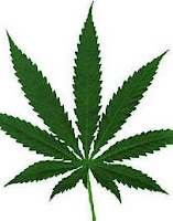 Foto da Maconha - Cannabis sativa