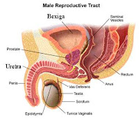 Trato gênito-urinário masculino