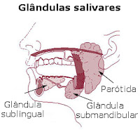 Glândulas salivares