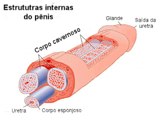 Anatomia do pênis