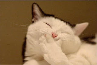 http://2.bp.blogspot.com/_pN84ZWiIcPw/S_ePej424GI/AAAAAAAAACQ/rmGhbuYcHFQ/s1600/malu+malu+kucing.jpg