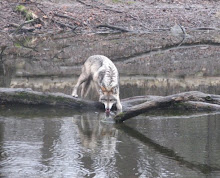 Gray Wolf drinking from the stream